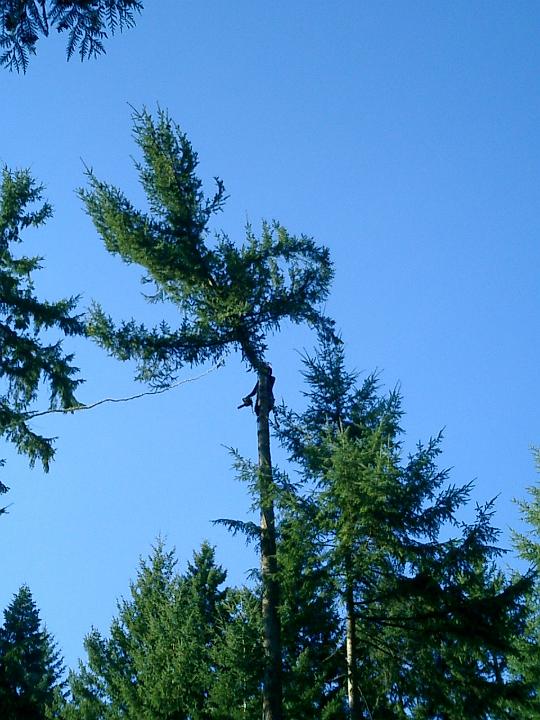 climbing3.JPG - Climber removes top from second growth fir tree at 70 m high.